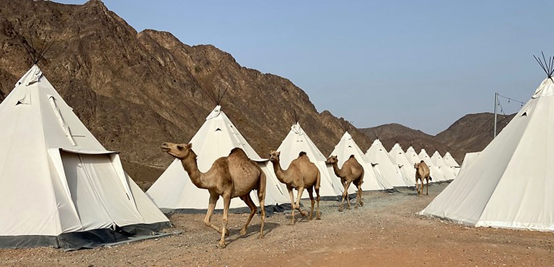 A row of teepees at a desert camp with camels passing at dusk